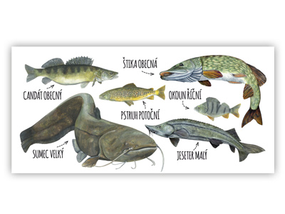 pohlednice s rybami
