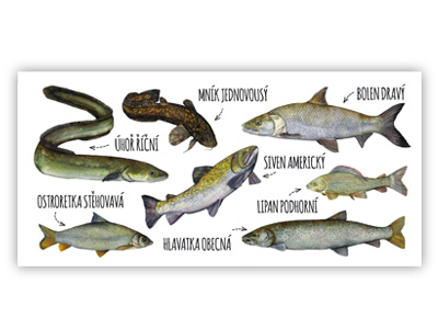 pohlednice s rybami